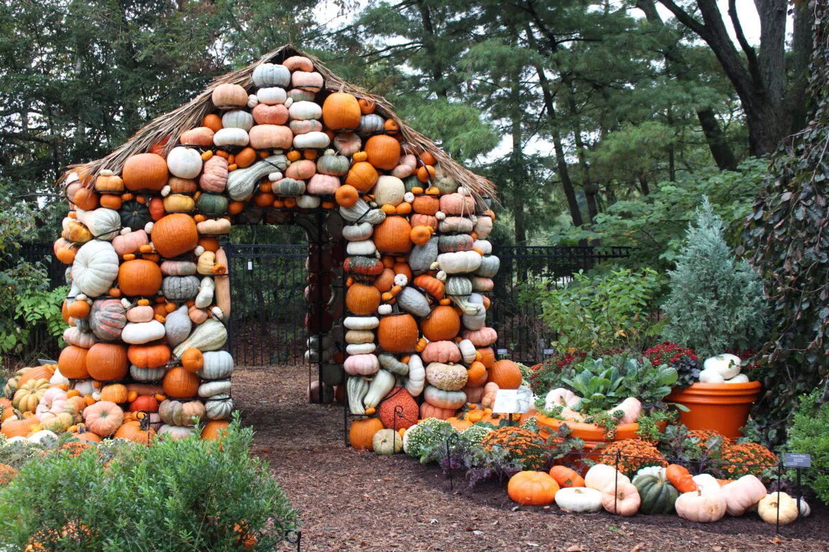 Pumpkin-covered archway display in a garden setting