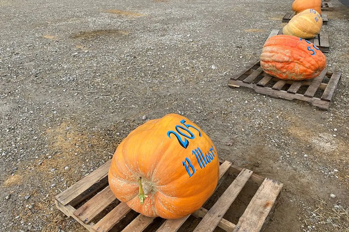 Giant orange pumpkin on a wooden pallet with others lined up behind