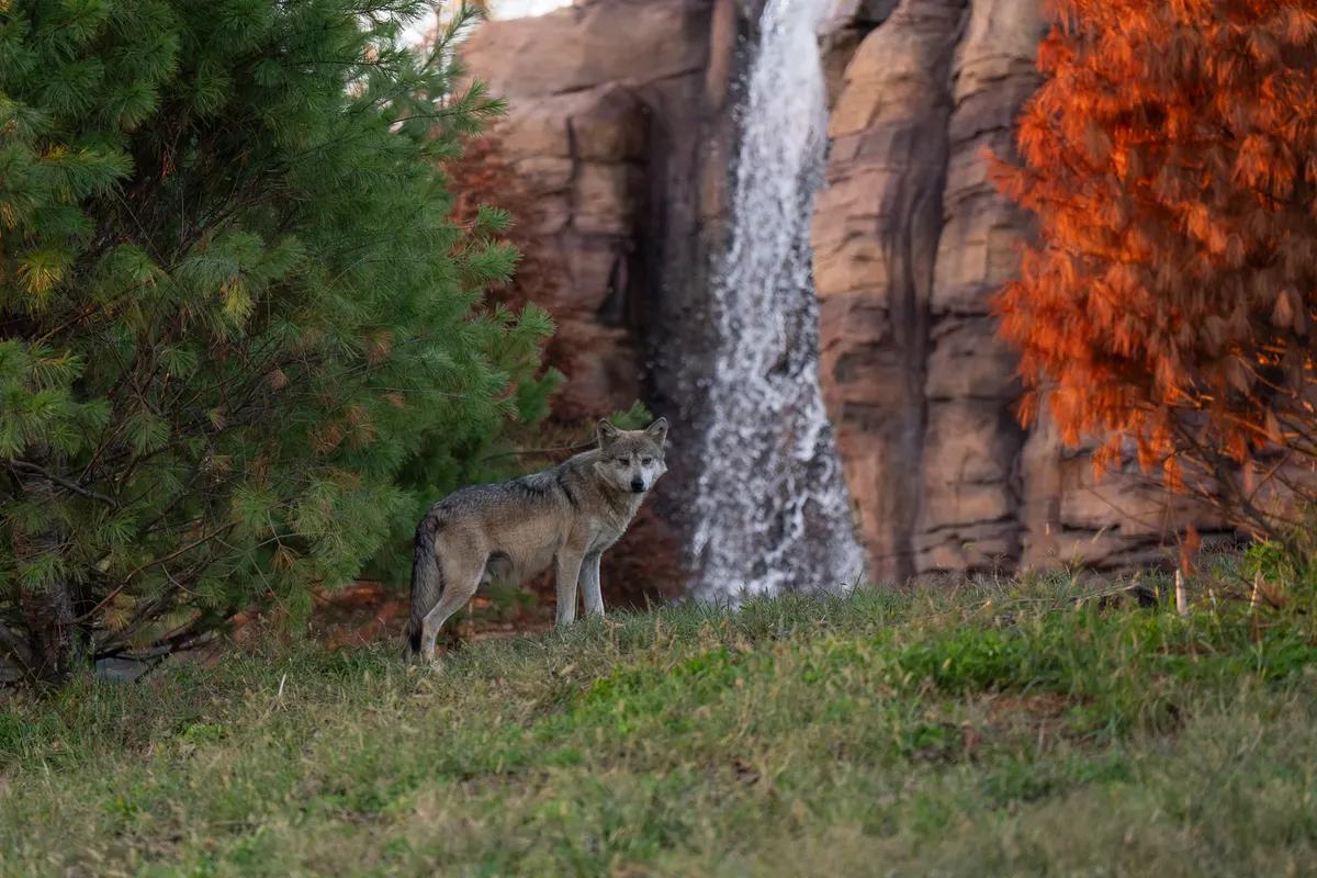 Wolf standing on a grassy hill beside a waterfall and autumn trees