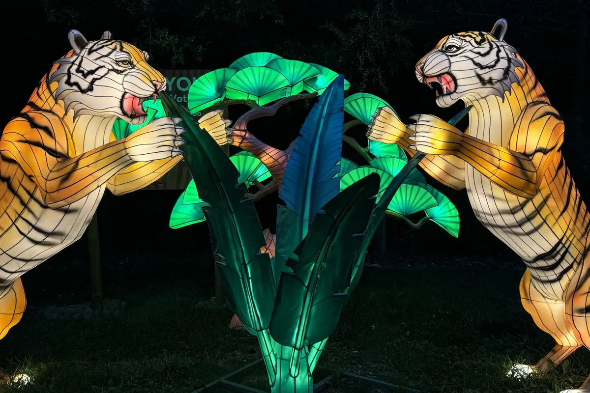 Two glowing tiger lanterns reaching toward a green plant
