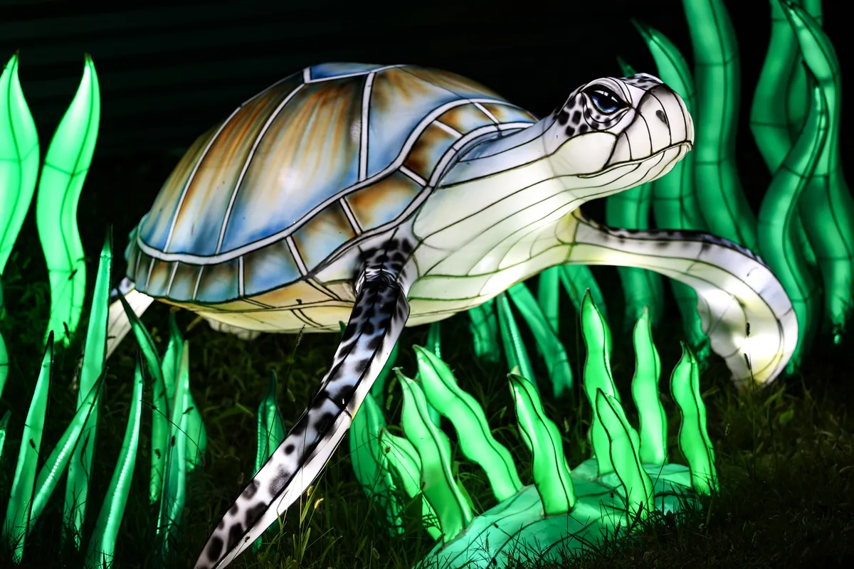 Glowing sea turtle lantern among green seaweed lanterns at night