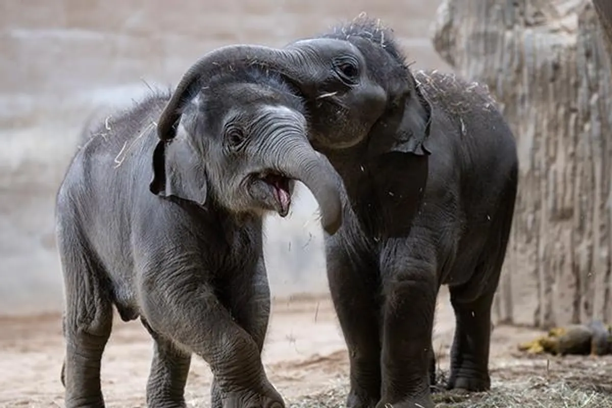 Two young elephants playing together in a zoo habitat