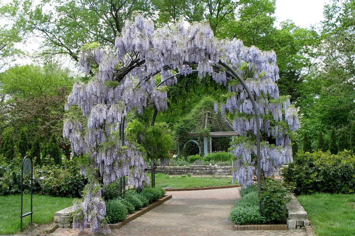 Purple wisteria arch over a brick path leading to a garden gazebo